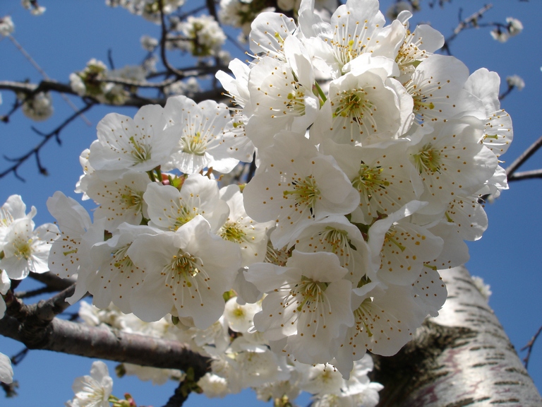 Ciliegio in primavera